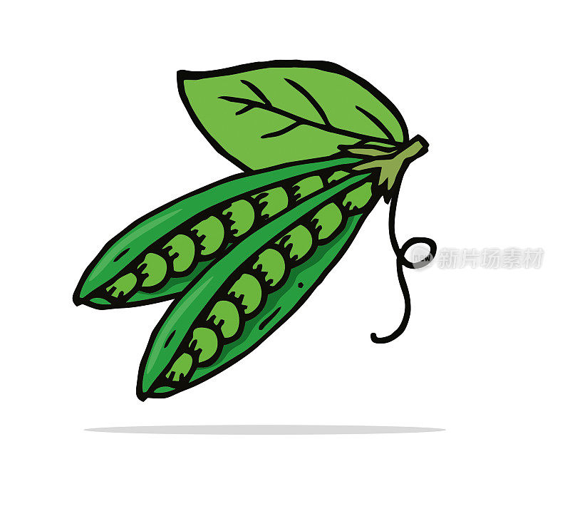 手绘绿色豌豆矢量插图