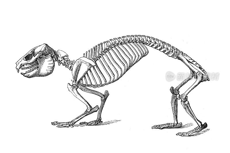 羊兔的骨骼，羊兔科的小型、浓密的草食性哺乳动物。
