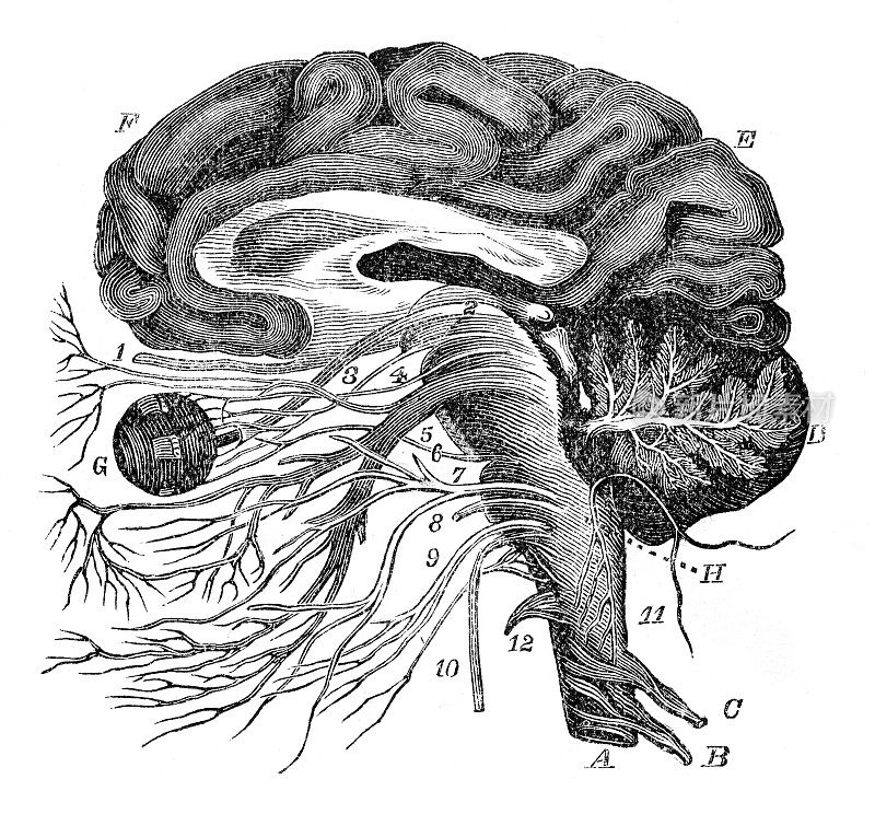 脑神经眼系统雕刻解剖学1872年