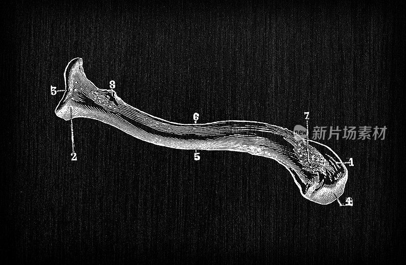 人体解剖骨骼古玩插图:锁骨