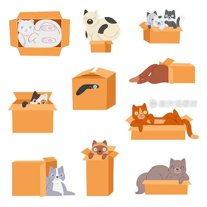 猫在盒子向量猫宠物角色家养动物小猫在盒子礼品插图猫猫套隐藏在包装孤立在白色背景