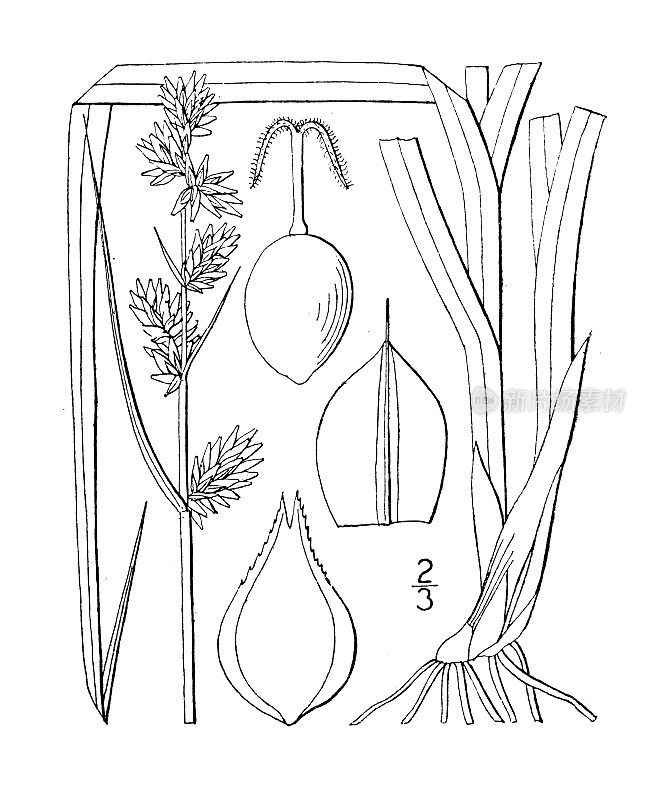 古植物学植物插图:三棱苔草、芒刺莎草