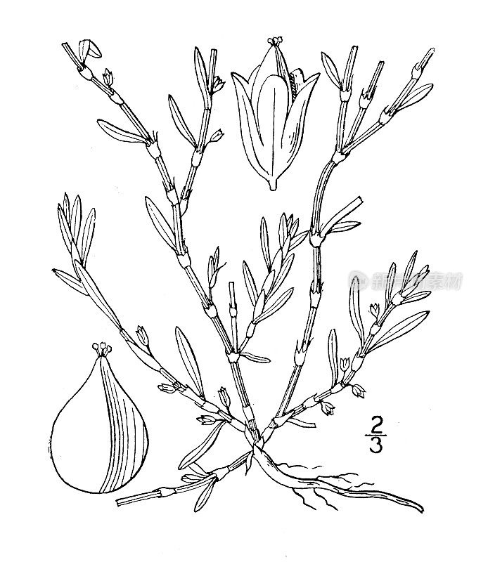 古植物学植物插图:海蓼、海滨虎杖