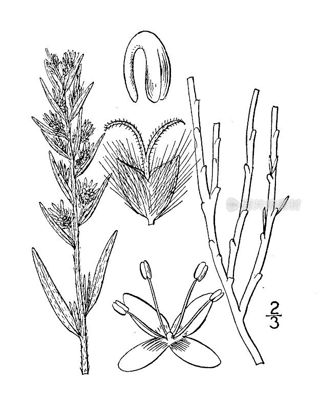 古植物学植物插图:榆木、美洲榆木