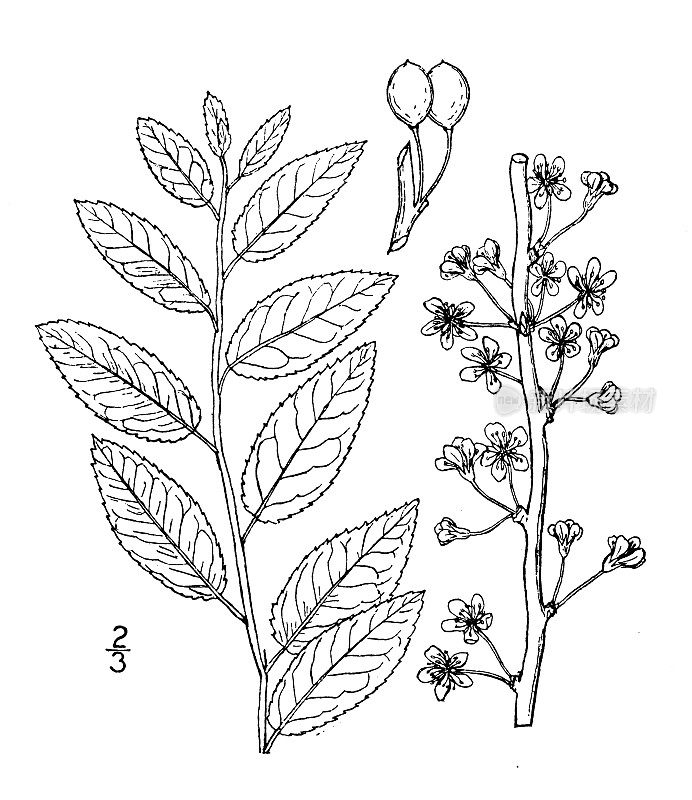 古植物学植物插图:薄叶李、低梅