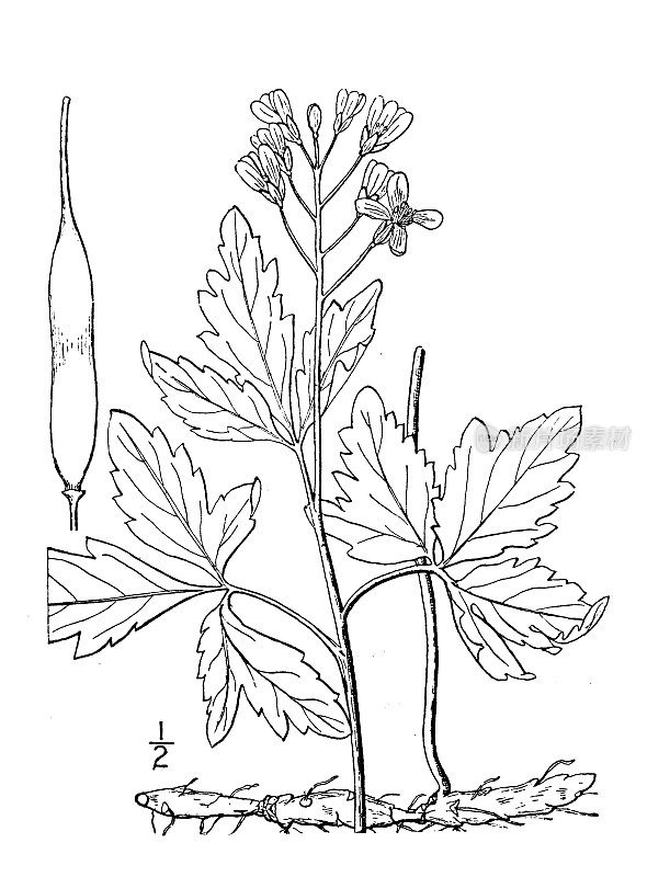 古植物学植物插图:大牙草