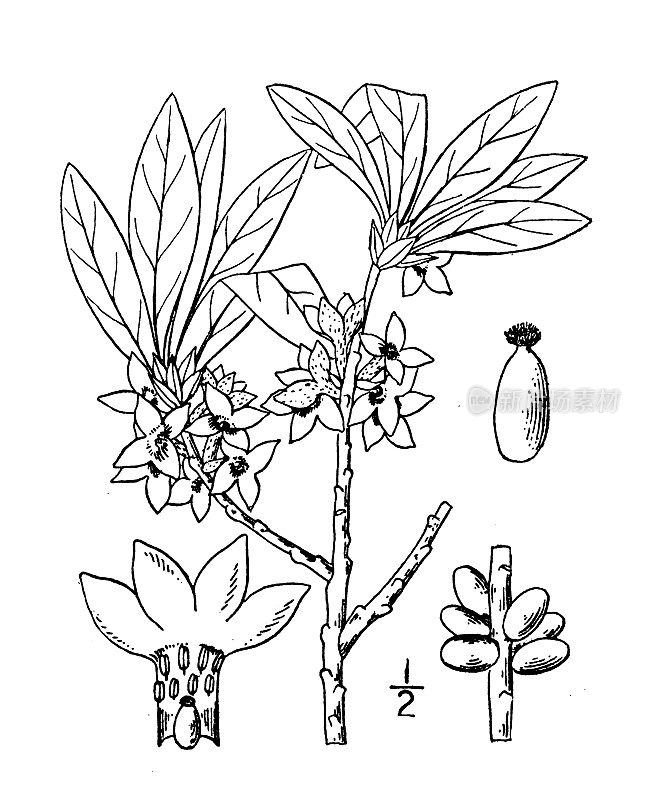 古植物学植物插图:达芙妮、桂树
