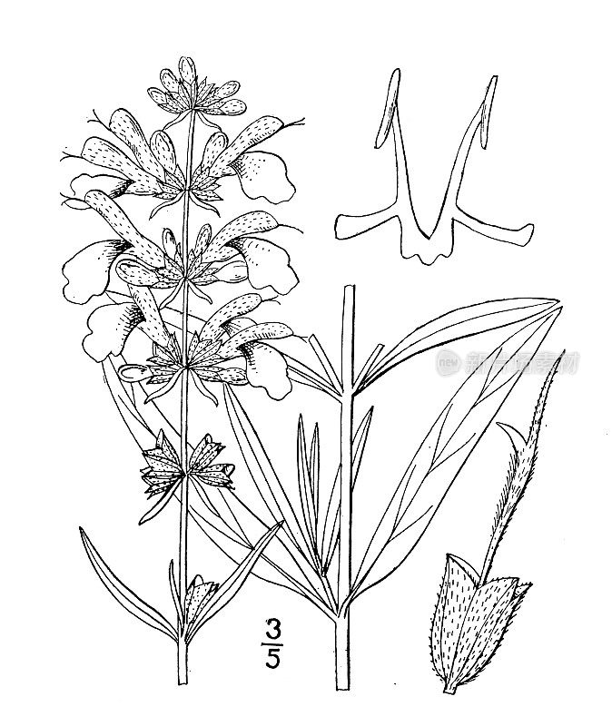 古植物学植物插图:鼠尾草，鼠尾草