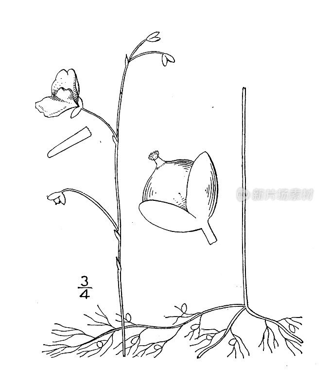 古植物学植物插图:纤维狸藻，纤维狸藻