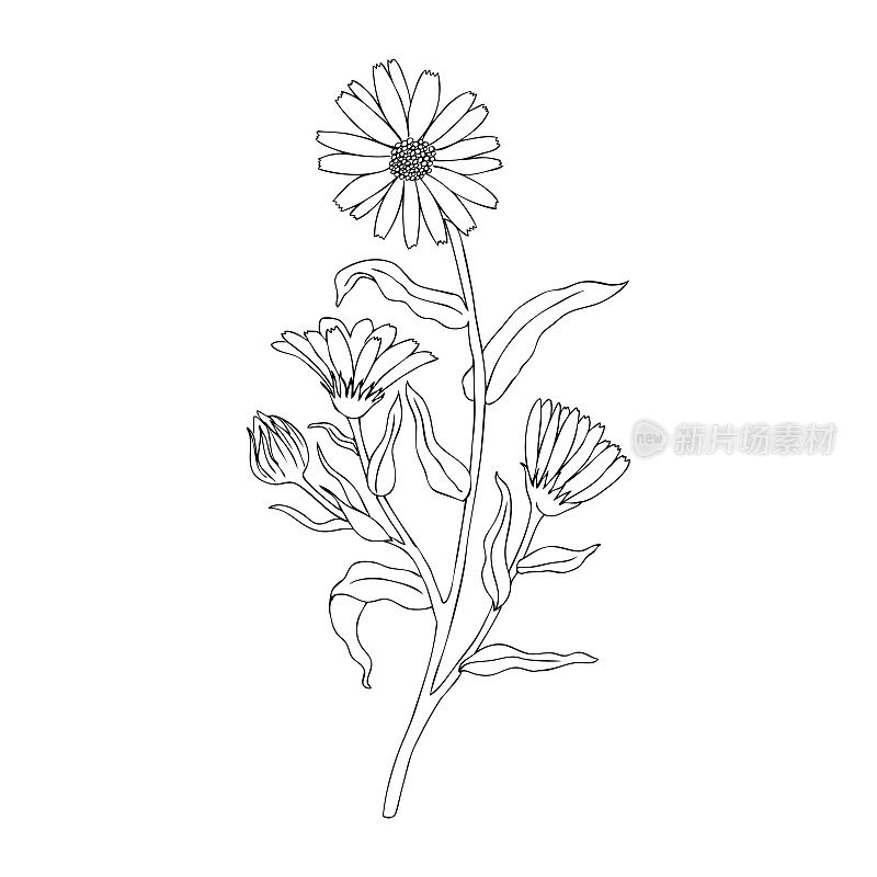 金盏花孤立在白色背景，植物手绘万寿菊素描，矢量插图设计包装茶，化妆品，天然药物，贺卡，婚礼请柬