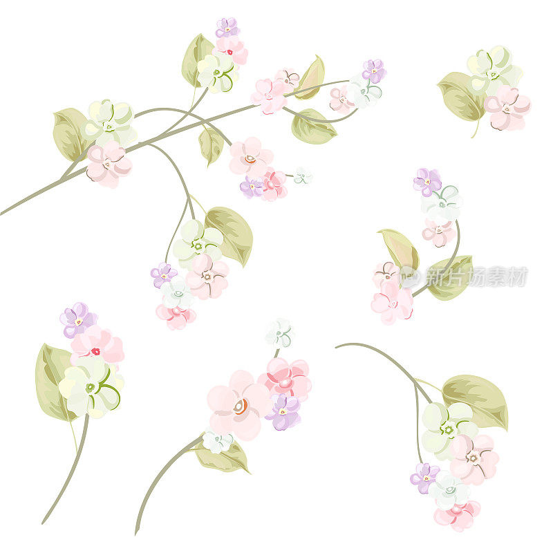 春天开花，树枝上开着淡紫色、粉红色的苹果树花。白色底色，浅花，芽，绿叶。数字绘图，特写水彩风格，复古，矢量