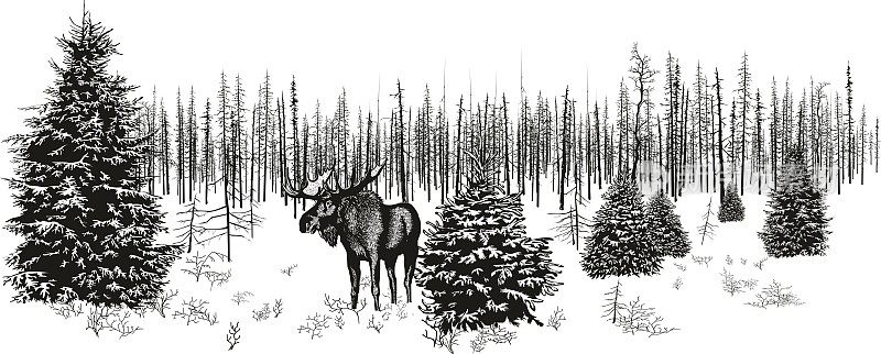 冬季森林中的西伯利亚驼鹿。