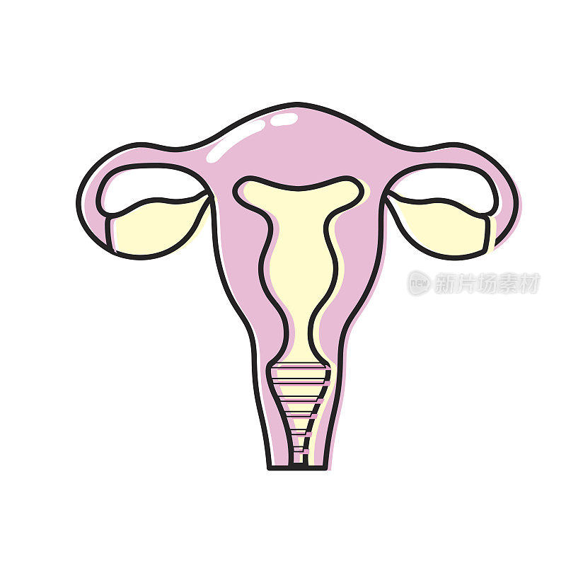 输卵管与子宫到人体解剖