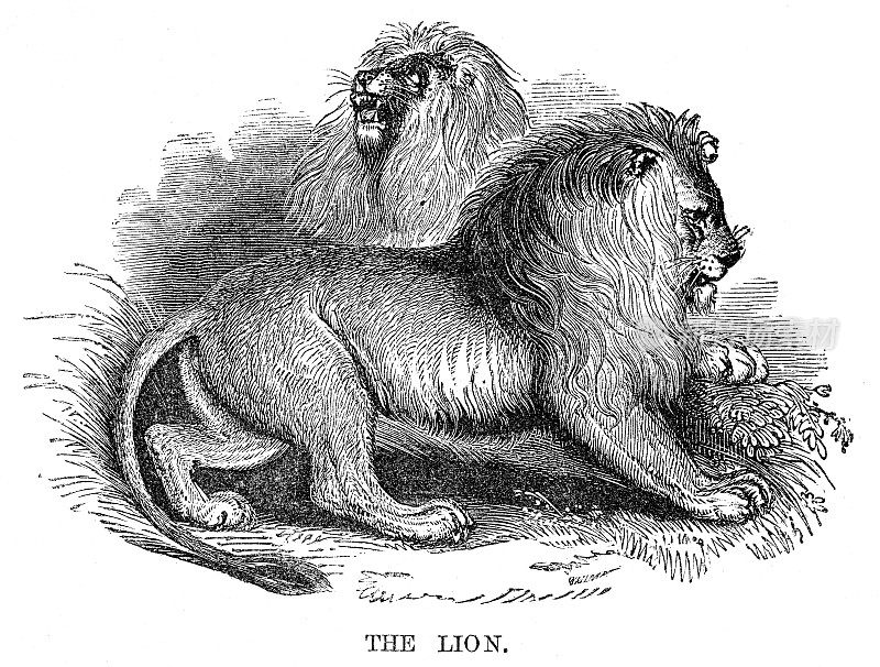 狮子雕刻1869