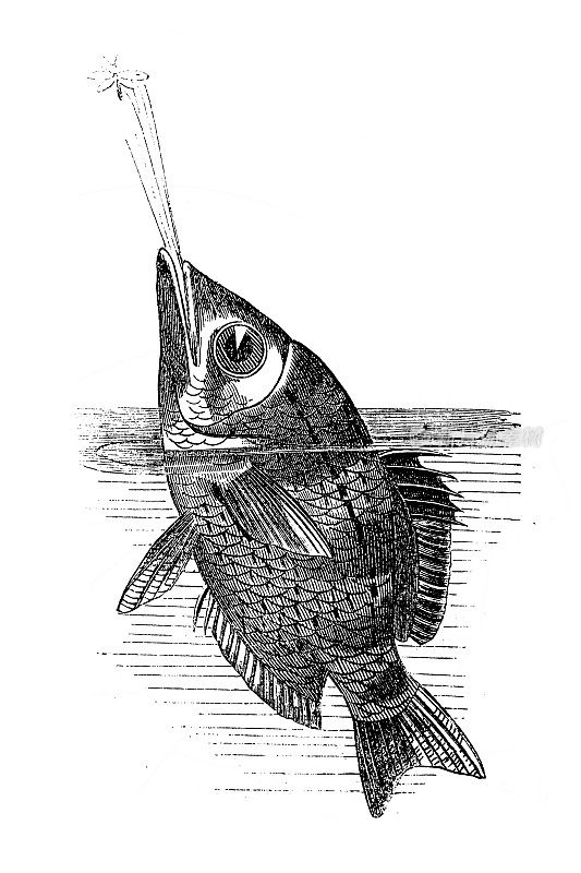 带状射水鱼(jaculatrix)