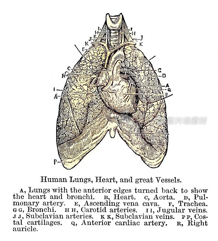 人类的肺，心脏和大血管