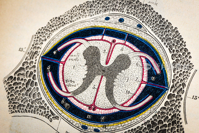古董医学科学插图高清:神经系统