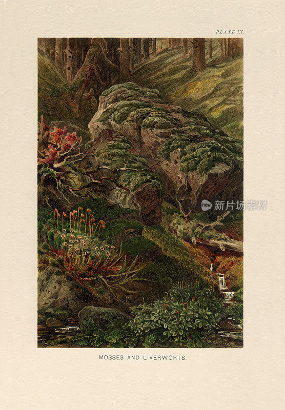植物自然史，维多利亚植物插图，1897苔藓和苔类