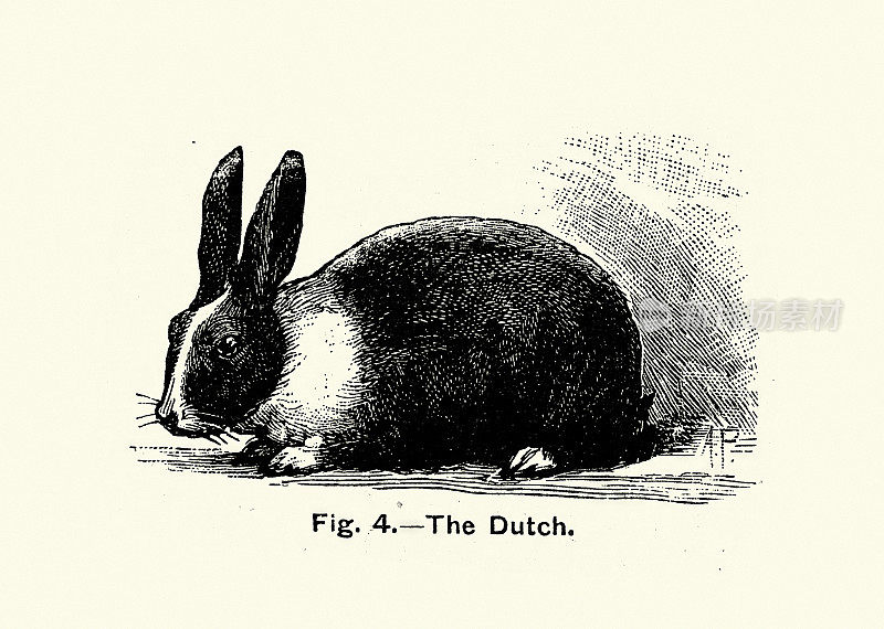荷兰家兔品种，复古插图，维多利亚19世纪