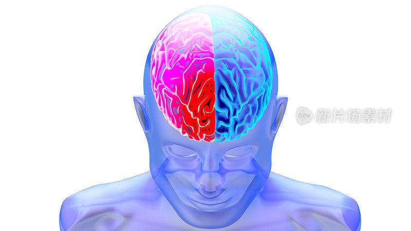 人脑3D渲染