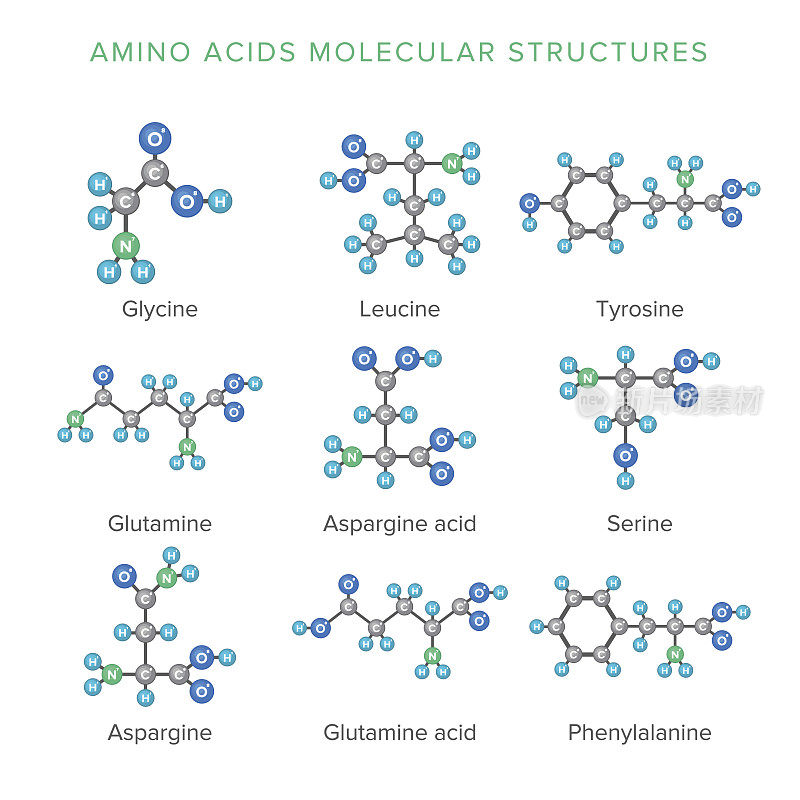 载体分子结构氨基酸分离在白色集