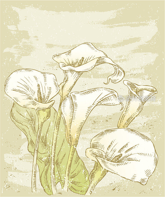 马蹄莲和百合花