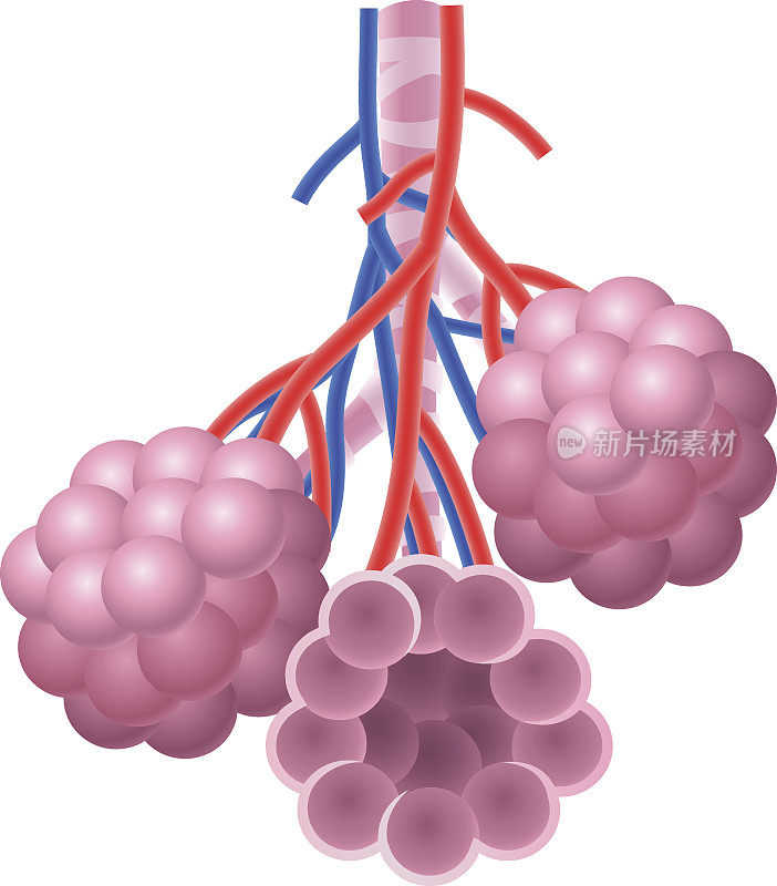 人体肺泡结构解剖卡通插图