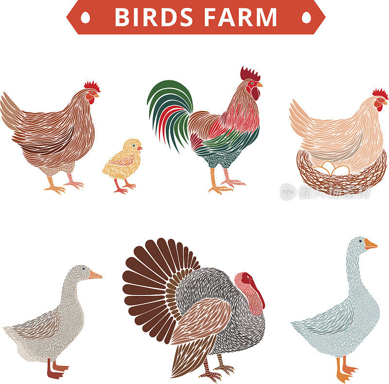 鸟类的农场。家禽:鸭、公鸡、小鸡、鹅、母鸡、火鸡。