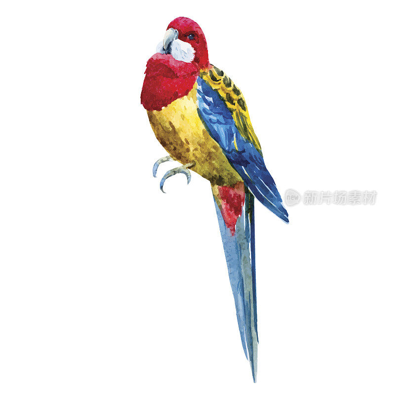 水彩玫瑰鹦鹉鸟