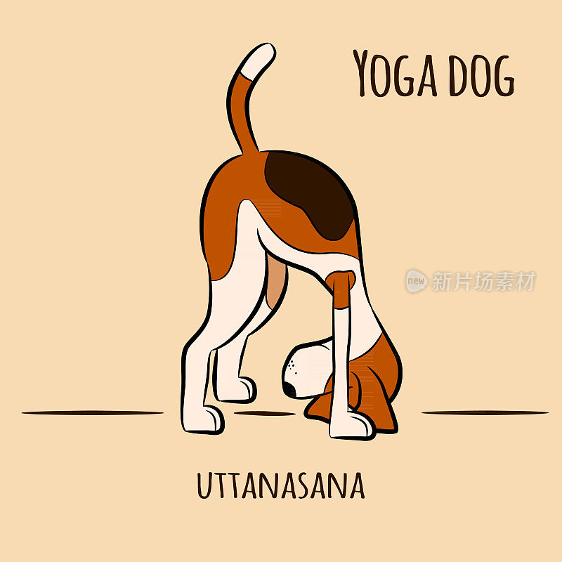 狗展示瑜伽姿势uttanasana