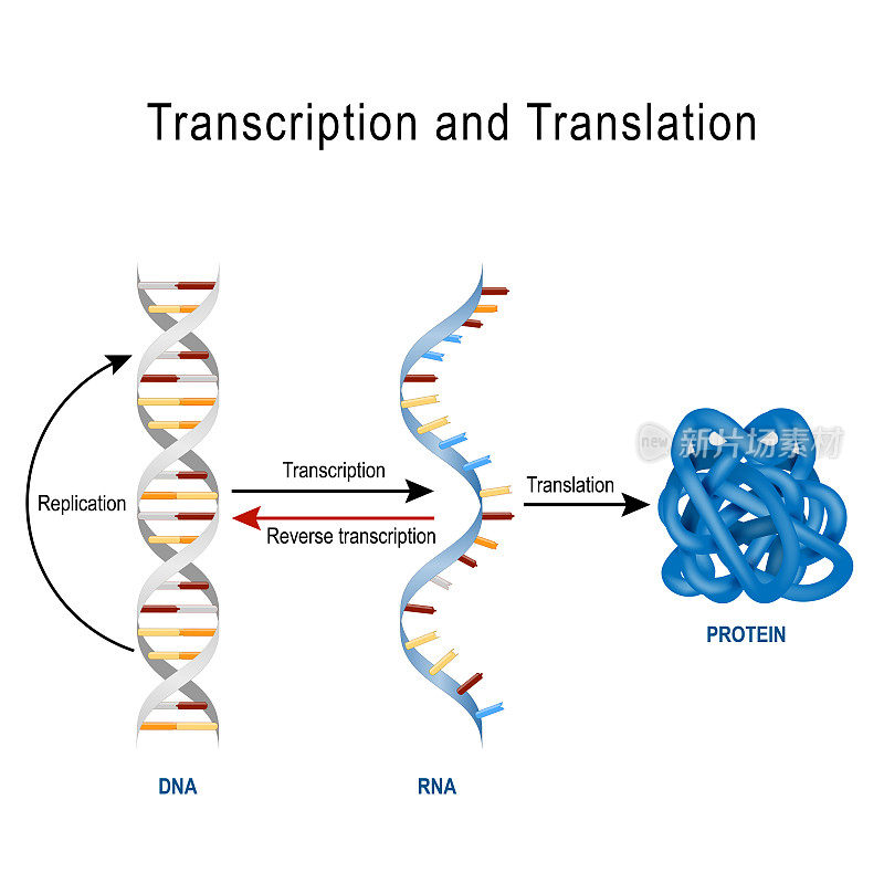 DNA复制，蛋白质合成，转录和翻译。