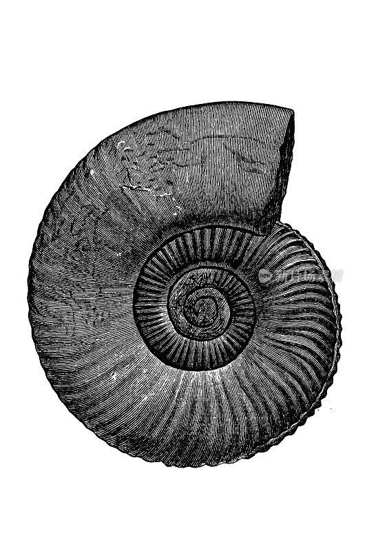 帕金森尼化石