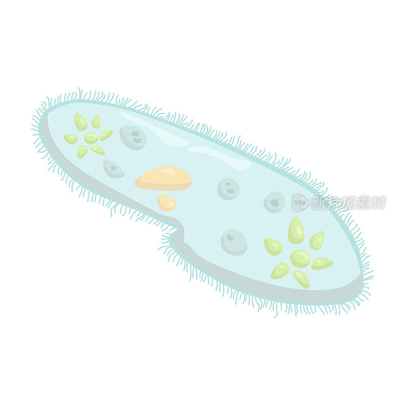 纤毛虫尾草履虫图解，微观单细胞生物