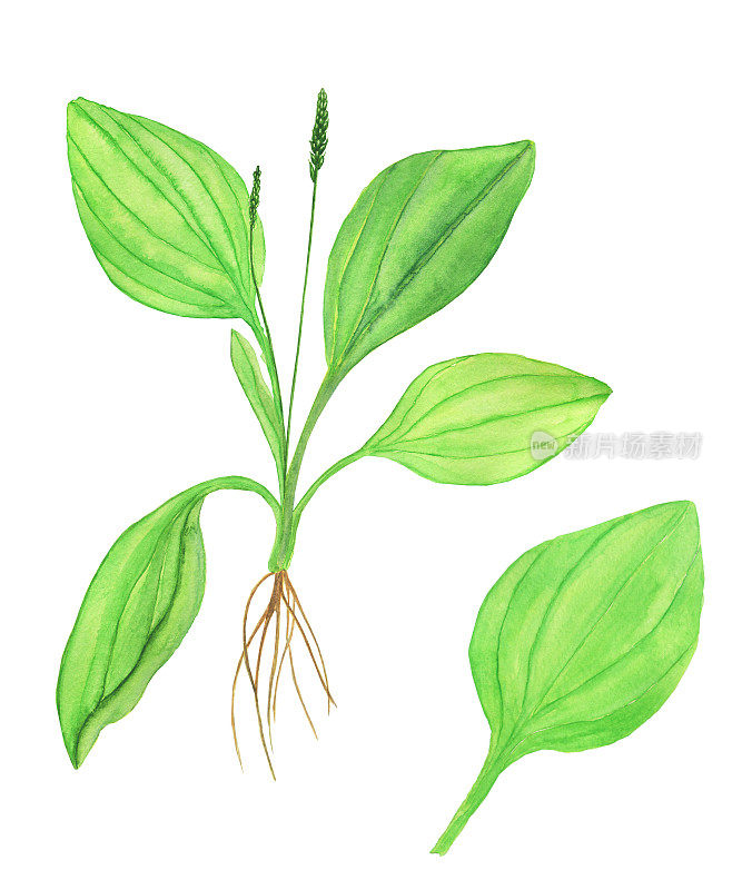 在白色背景上有根和单叶的大蕉植物。水彩手绘插图。完美的医疗设计，草药卡。