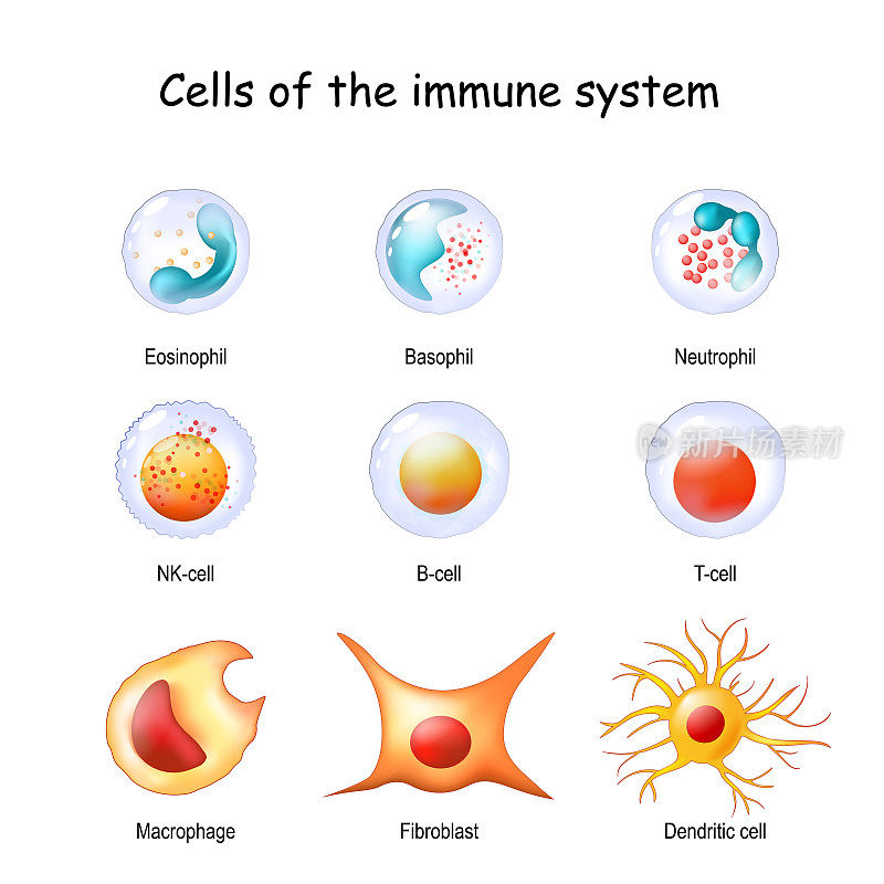 免疫系统细胞。白细胞