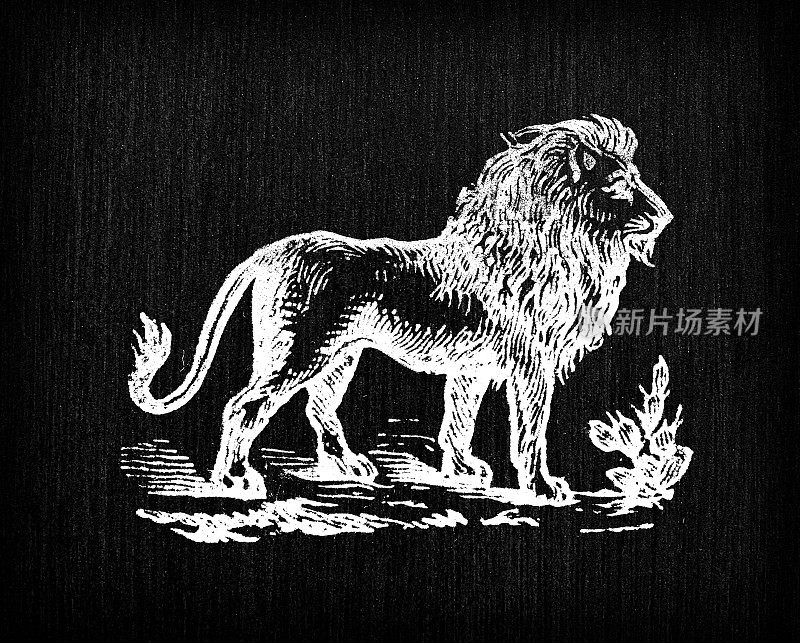 古雕插画:狮子