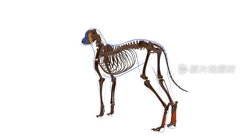骨间肌狗肌肉解剖医学概念3D