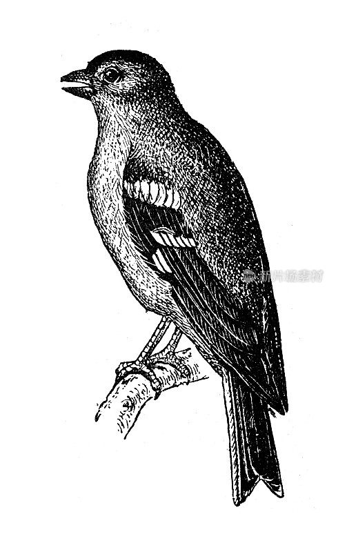 古董插图:燕尾雀，苍头燕雀