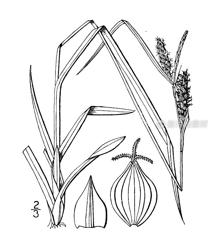 古植物学植物插图:苔草、草甸莎草