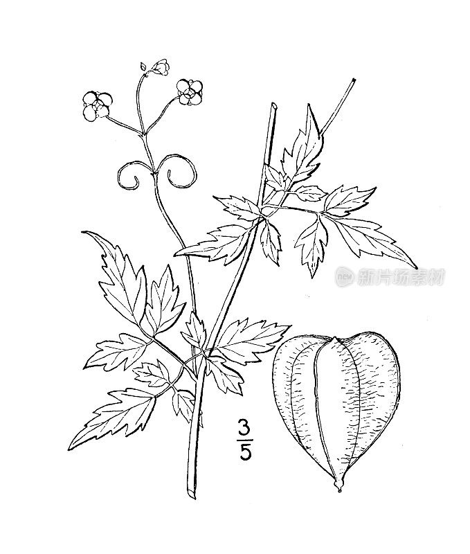 古植物学植物插图:心葵、球囊藤