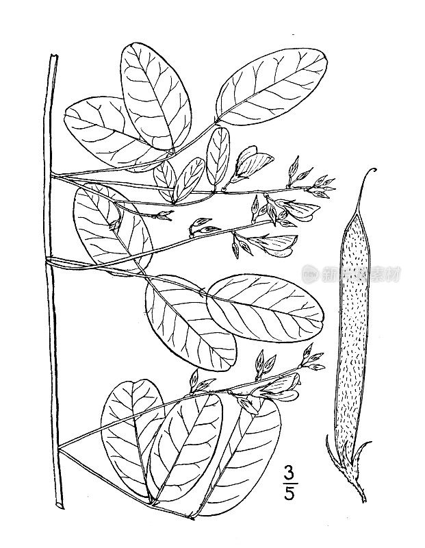 古植物学植物插图:卡拉狄亚，牛奶豌豆