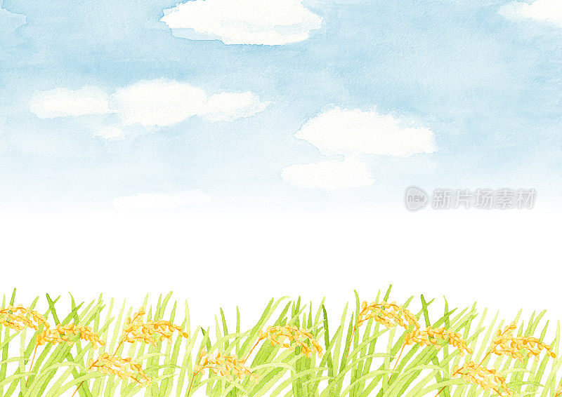 稻田景观。白底水彩画。