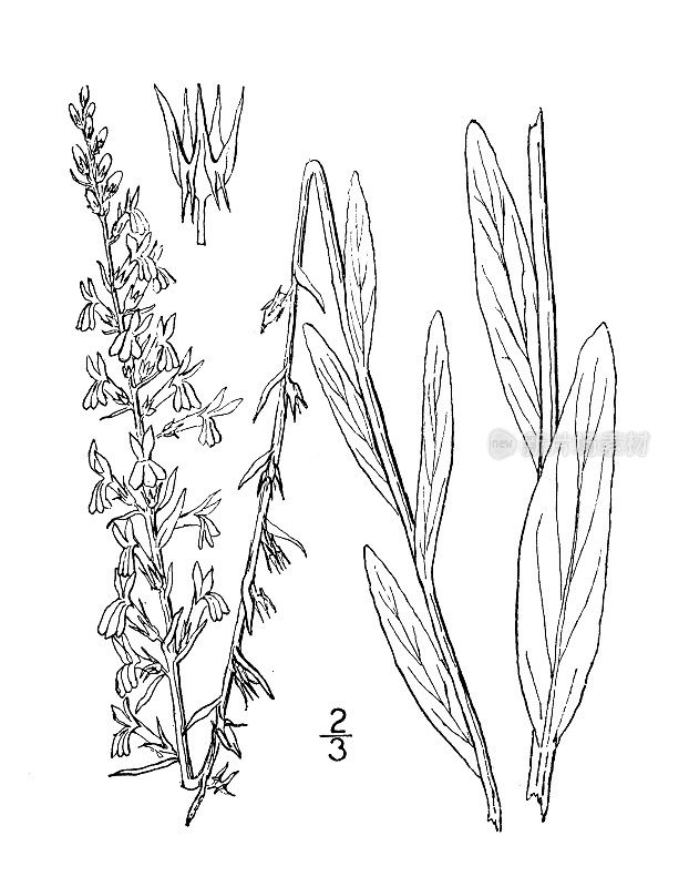 古植物学植物插图:半边莲、穗状半边莲