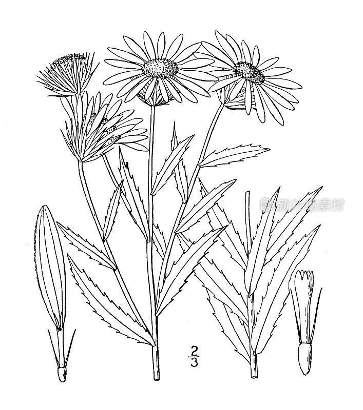 古植物学植物插图:叶缘树，窄叶树胶植物