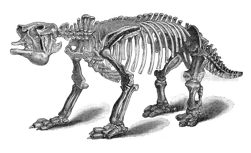 大地懒大暖世更新世时期的恐龙骨架