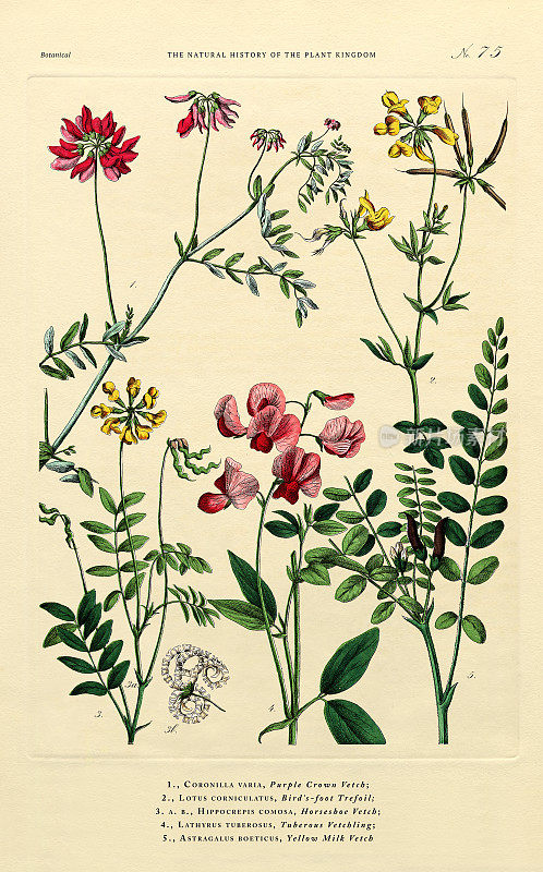 植物王国的历史，维多利亚植物插图，75版，大约1853年