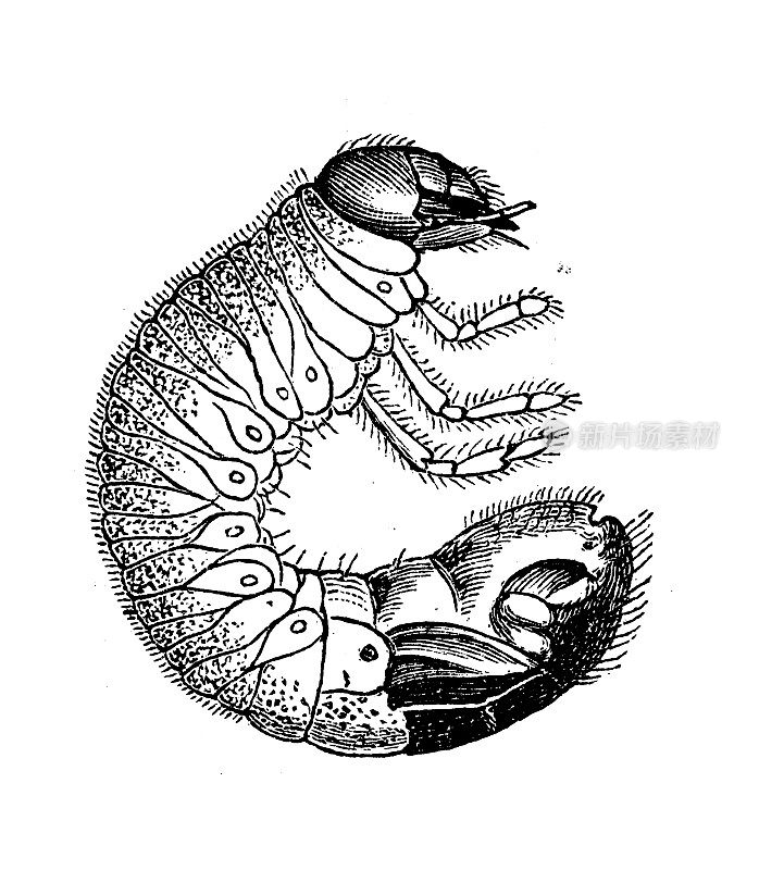 仿古生物动物学图像:大斑蝽幼虫