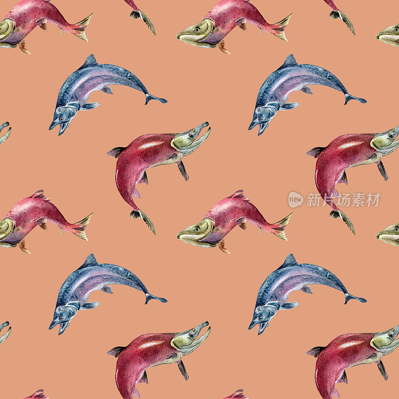无缝模式的鲑鱼，银鲑，鱼饵水彩插图孤立的粉红色。