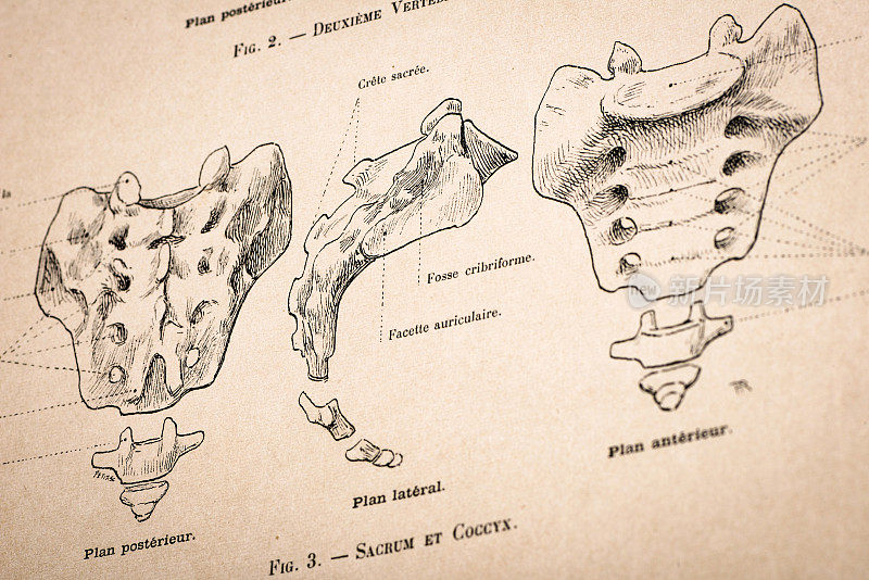 人体解剖插图从古董法国艺术书籍:尾骨