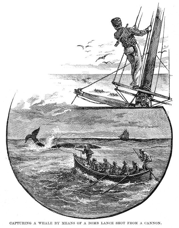 捕捉1886年雕刻的鲸鱼